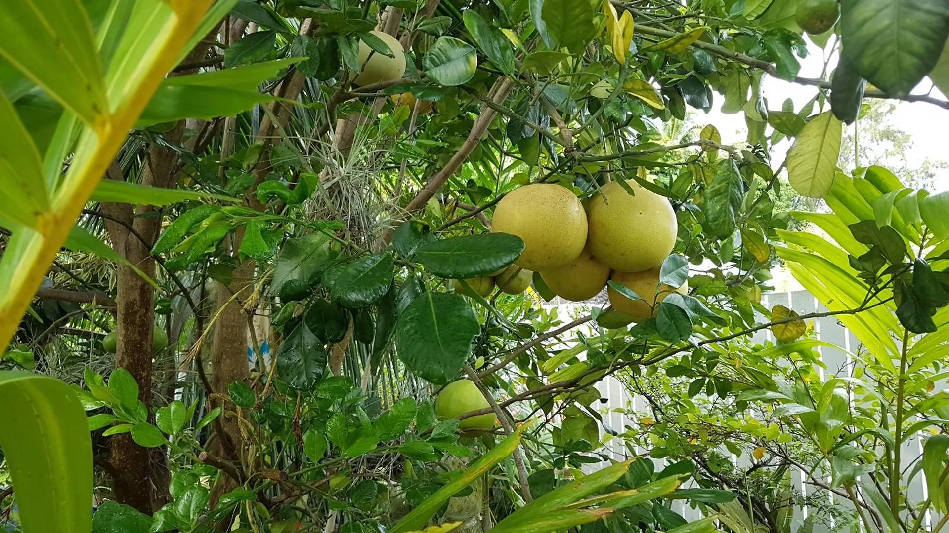 Villas Teakavehere - Fare Opuhi Pirae